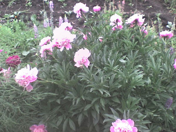 Николай Николаев