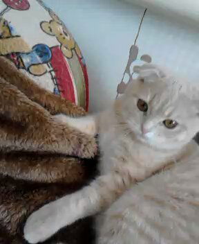 Анна Кучеренко