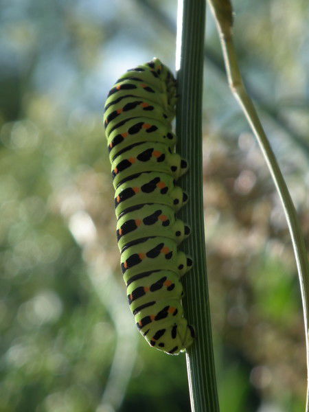 Игорь Бабурин