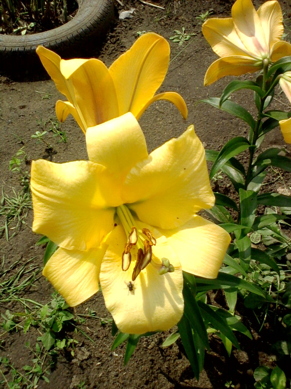 Наталья Лёд