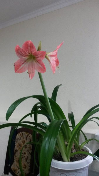 Диана Кудаева