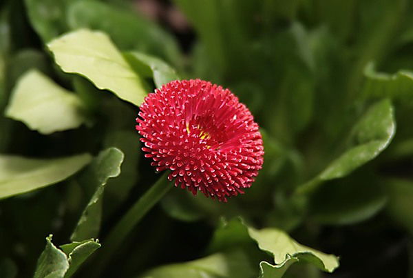 Маргарита Капустина