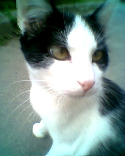 Людмила Савченко