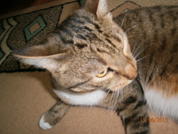 Георгий Киселев