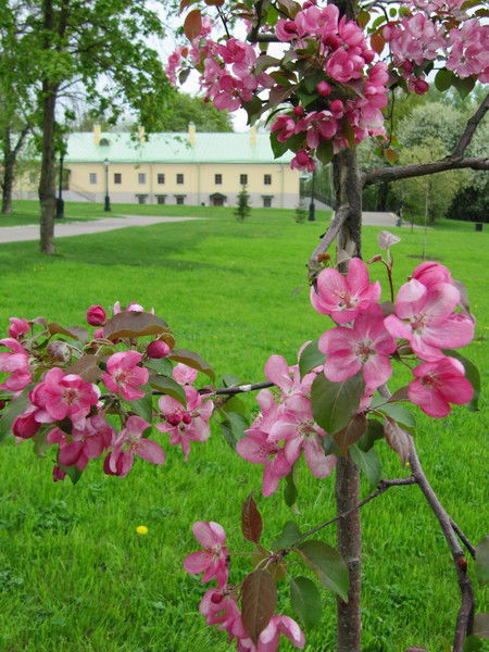 Светлана Панкратова