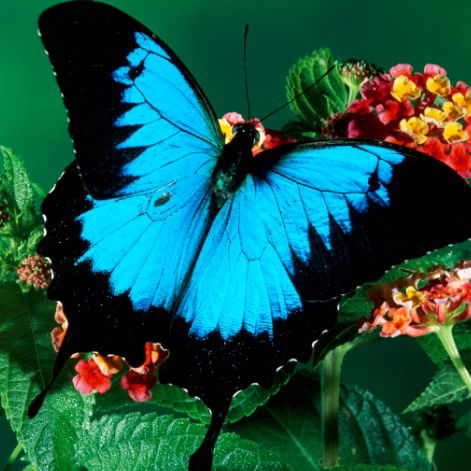 Наташа Микичур