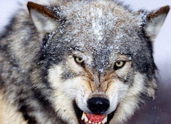 Лариса Рассказова