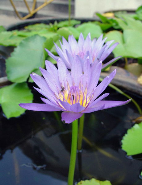 Людмила Коваль