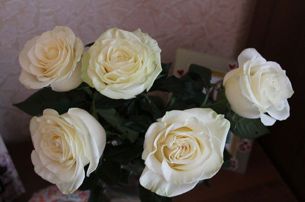 Светлана Загибалова