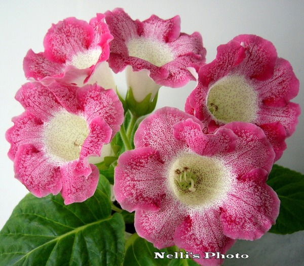 Нелли Птицына