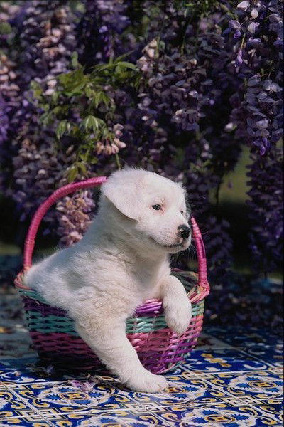 Елена Белеко