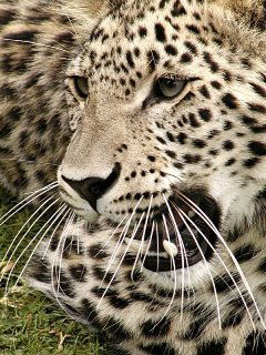 Максим Устюжин