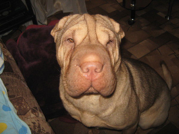 Ольга Скоморохова