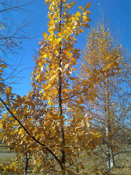 Алибек Мустафин