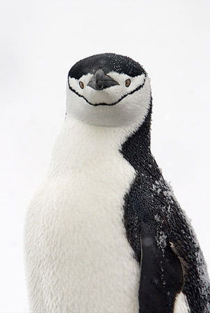 Андрей Гнездилов