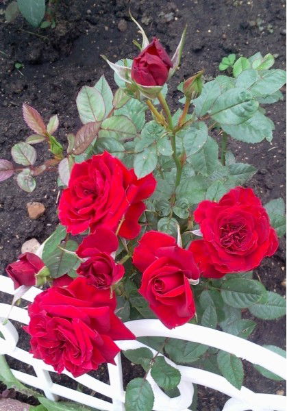 Антонида Емельянова