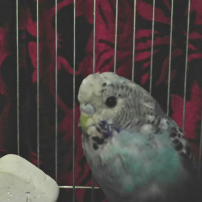 Анастасия Воробьева