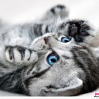 Екатерина Чайковская