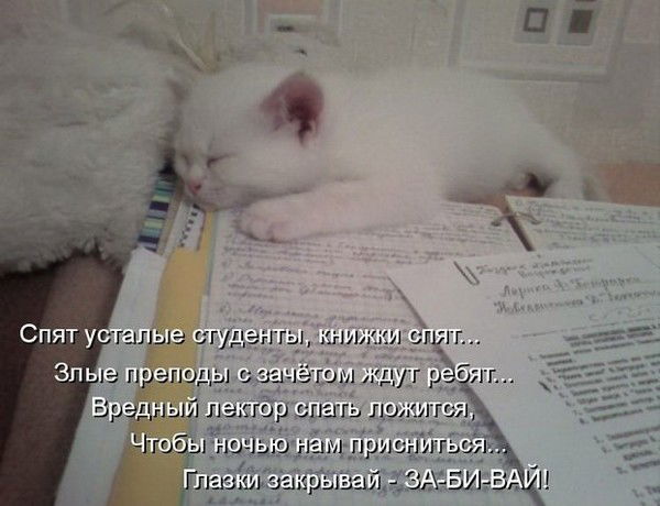 Кот Котовский