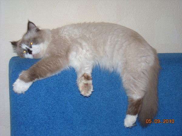 Алексей Стулов