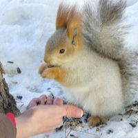 Лариса Долженко