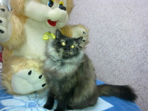 Алла Ковальская