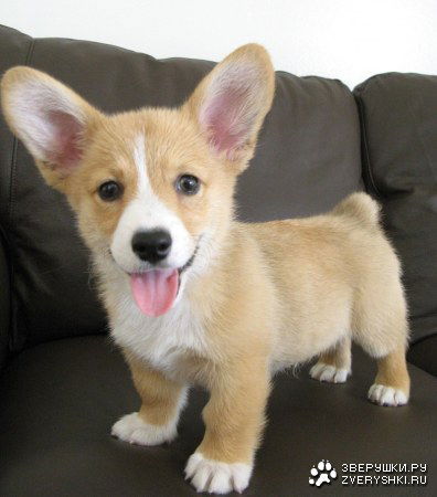 Слава Иванов