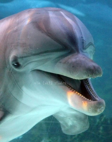 Евгений Бабак