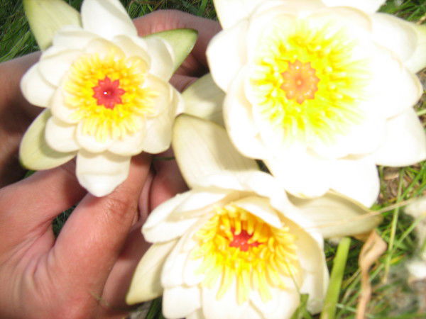 Светлана Потехина