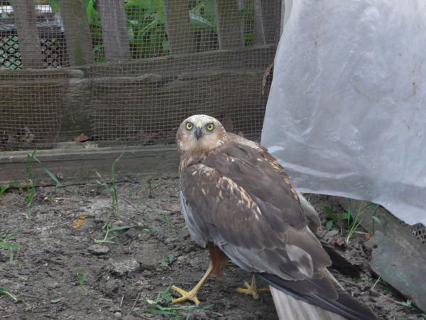 Василий Теплов