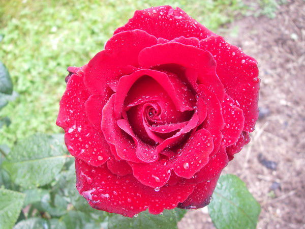 Лариса Ярош