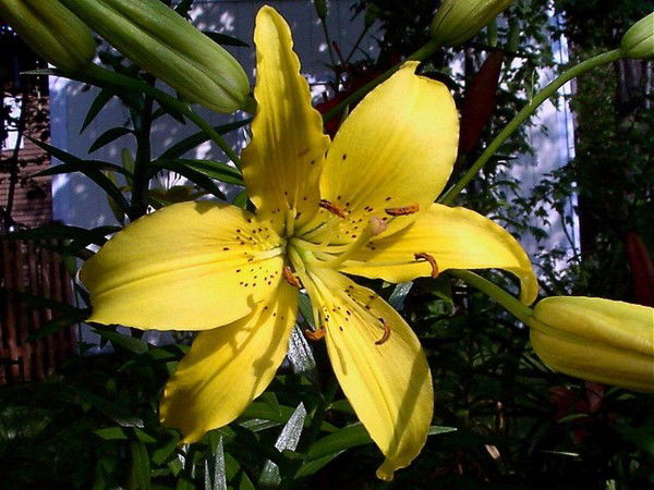 Лариса Лопаткина