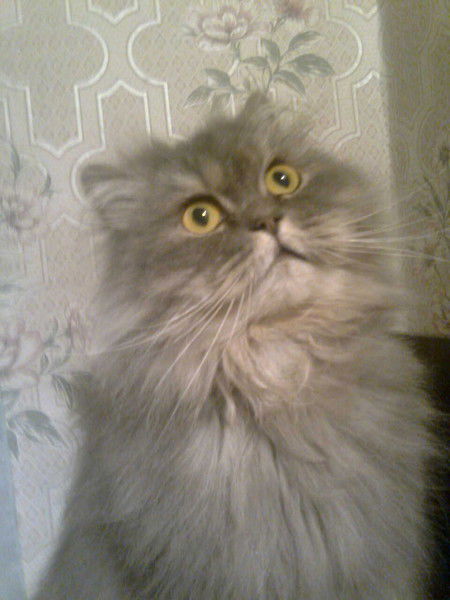 Светлана Лященко