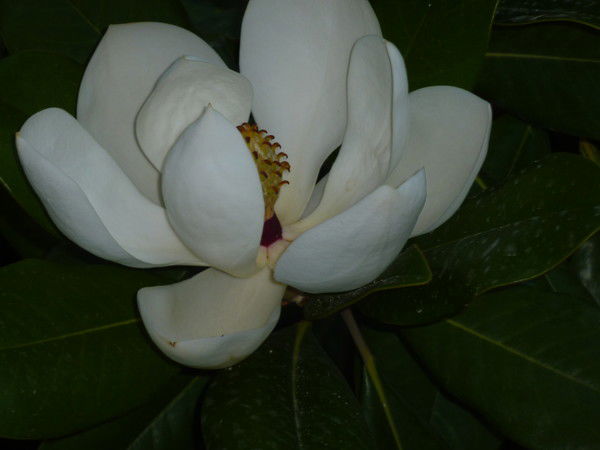 Наталья Кузнецова