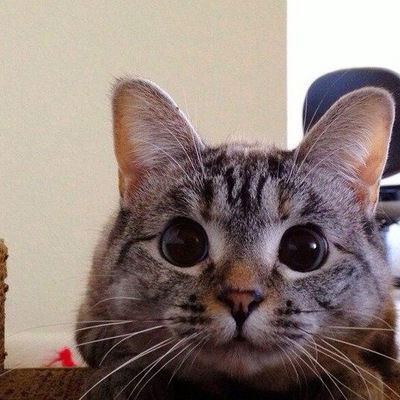 Елена Кикосова