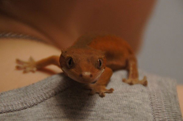 Андрей Пильщиков