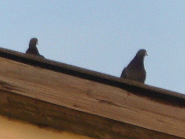 Анна Горякина