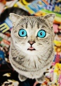 Дамир Гизбуллин