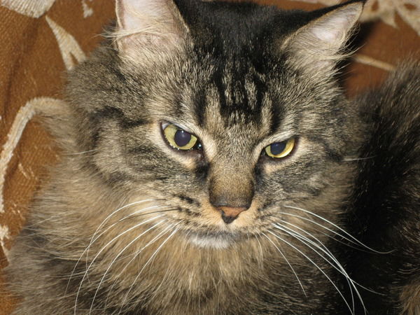 Дмитрий Кузнецов