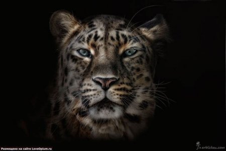 Андрей Агафонов