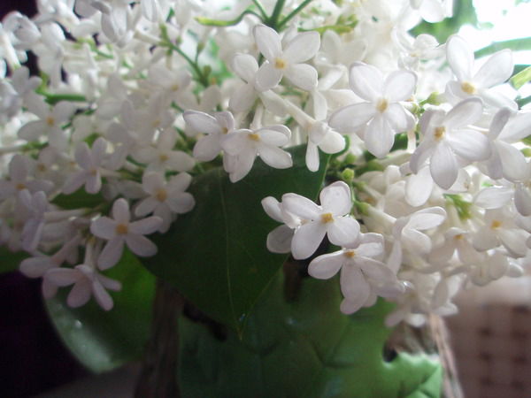 Ираида Махновецкая