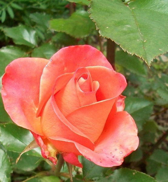 Айгуль Смаилова