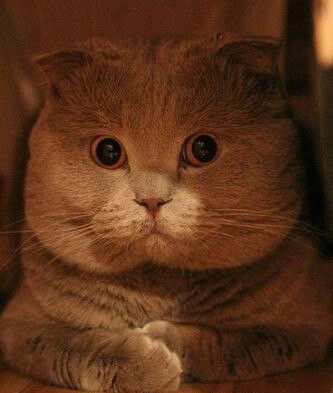 Нейтон Форд