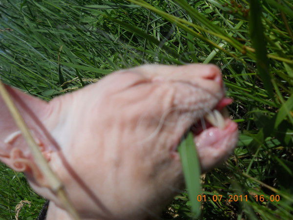 Ольга Алфимова