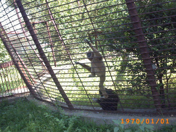 Елена Давыдова