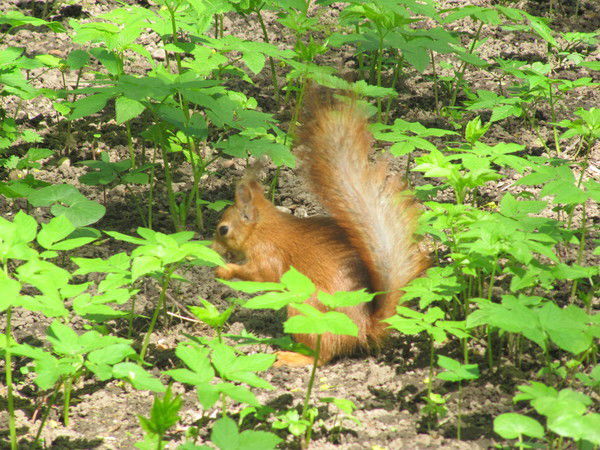 Елена Тютина