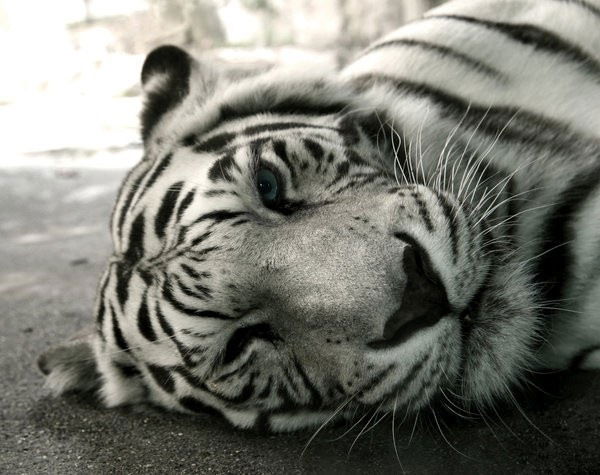 Александр Югов