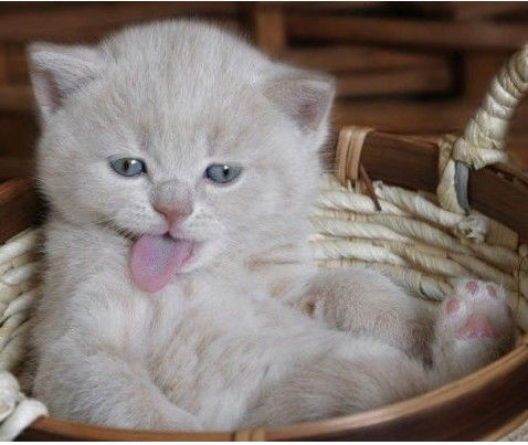 Екатерина Куц