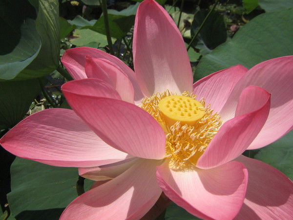 Татьяна Бахтина