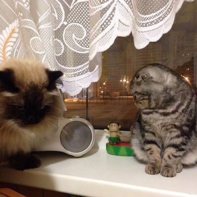 Светлана Палей